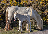 Welsh mountain ponies grazing on common land