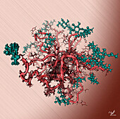 Bacteriocin ASM1, illustration