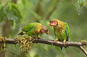 Rose-faced parrots