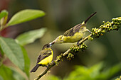 Flame-rumped tanager feeding its chick