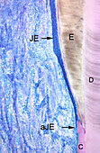 Human junctional epithelium, light micrograph
