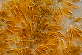 Rhoicosphenia sp. algae, light micrograph