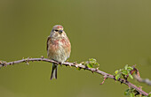 Male common linnet perching on a bramble branch