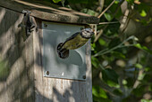 Blue tit taking off from nest hole in nestbox