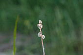 Cluster of brown-lipped snails (Cepaea nemoralis) on twig