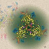 Ebola virus glycoprotein, illustration