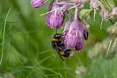 White-tailed bumble-bee visiting flowers