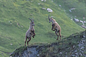 Young male Alpine ibex displaying and play-fighting