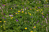 Flowery alpine hay meadow