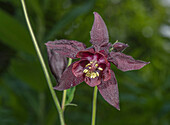 Dark columbine (Aquilegia atrata) in flower