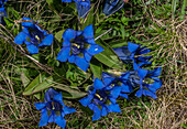 Stemless gentian (Gentiana acaulis) in flower