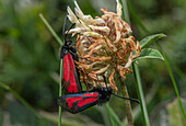 Mating pair of transparent burnet moths on clover head