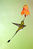 White-booted racket tail hummingbird feeding from a flower