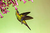 Violet fronted brilliant hummingbird