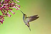 White-tailed hillstar hummingbird