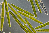 Haplotaenium rectum algae, light micrograph