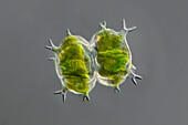 Staurastrum senarium algae, light micrograph