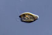 Cryptomonas sp. algae, light micrograph