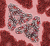 Eastern equine encephalitis virus glycoproteins