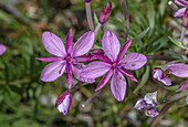 Alpine willowherb (Epilobium fleischeri) in flower