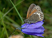 Alpine heath perched on harebell (Campanula rotundifolia)