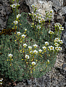 Dolomite saxifrage (Saxifraga squarrosa) in flower