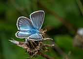 Male damon blue perched on old seed-head, Italian Alps