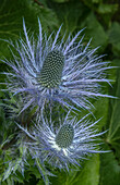 Queen of the Alps (Eryngium alpinum) in flower