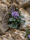 Devil's claw (Physoplexis comosa) in flower in rock-crevice