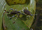 Pair of leaf beetles on broad-leaved pondweed