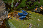 Pondweed leafhopper on the leaves of broad-leaved pondweed