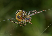 Female four-spot orb-weaver spider on its web