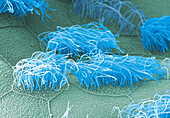 Newt larvae ciliated cells, SEM