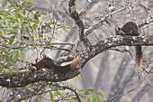 Malabar giant squirrels