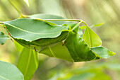 Weaver ant nest