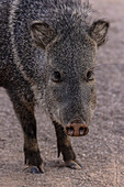 Collared peccary in riverine forest in winter
