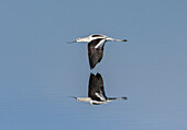American avocet in flight over calm coastal lagoon