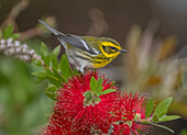 Townsend's warbler feeding on bottle-brush flowers in winter