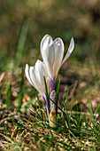 Spring crocus (Crocus vernus) in flower