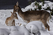 Mother and fawn fallow deer in snow