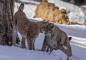 Two Eurasian lynx playing in the snow in late winter