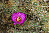 Strawberry cactus (Echinocereus brandegeei) in flower