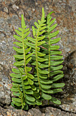 Common polypody (Polypodium vulgare) fern fronds