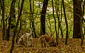 Romanian truffle-hunting dogs in old woodland in autumn