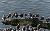 Wader flock perched in high tide roost