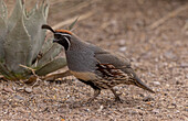 Male Gambel's quail in the Chihuahua Desert, New Mexico, USA