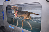Injured rescued dog receiving hydrotherapy