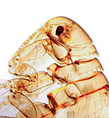 Male flea, light micrograph