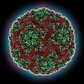 Human enterovirus 71 capsid, molecular model