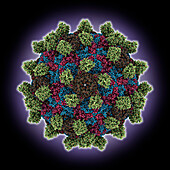 Senecavirus capsid with anthrax receptor, molecular model